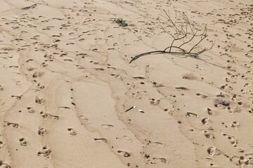 beach sand