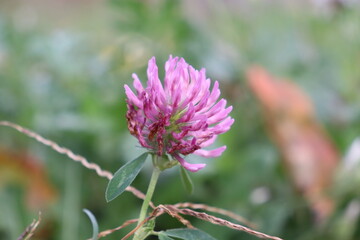 clover flower