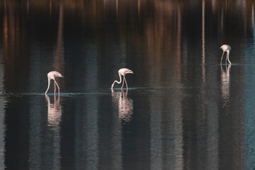 flamingos stand in the water with their heads down
