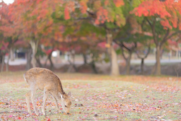 秋の早朝の奈良公園
