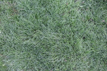 green grass background