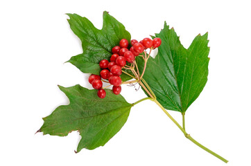 branch and fruits of viburnum