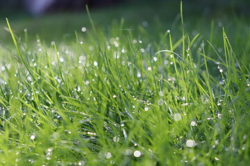 grass with dew drops
