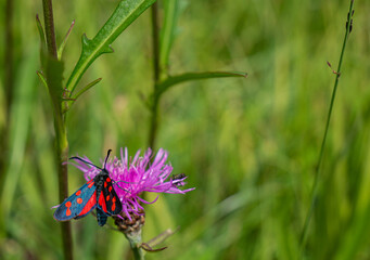 Ein Schmetterling und eine Fliege auf einer Blüte