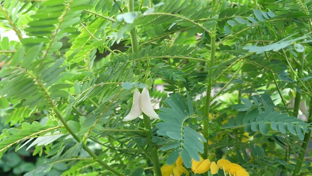 4K Sesbania grandiflora or hummingbird tree with white flower in garden outdoor in nature. Healthy organic vegetable Thailand.