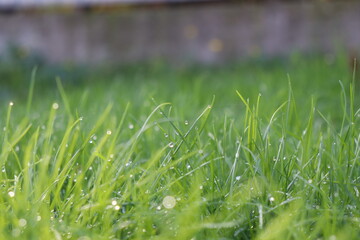 green grass with dew drops