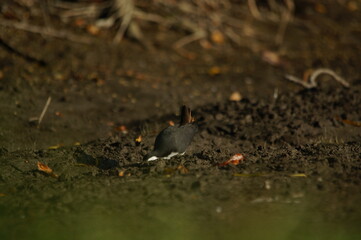 white-breasted waterhen was foraging on the riverbank