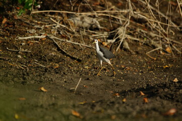 white-breasted waterhen was foraging on the riverbank