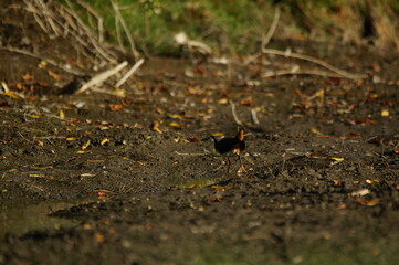 white-breasted waterhen was foraging on the riverbank