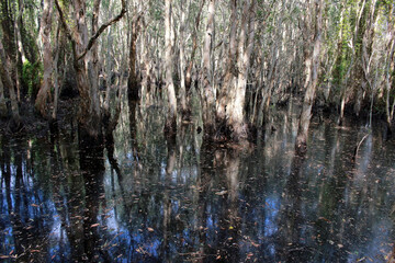 Trees growing out of dark water in swamp or marshland, southeast Asai
