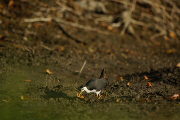 white-breasted waterhen was foraging on the riverbank