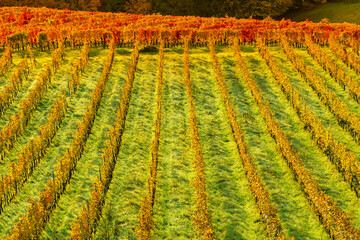 Autumn landscape with South Styria vineyards,known as Austrian Tuscany,a charming region on the...