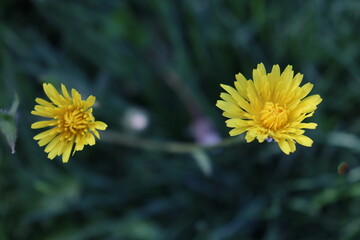 yellow dandelion flower