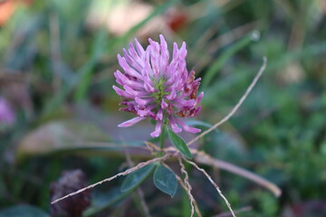 clover flower
