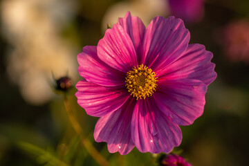 Obraz premium pink flower cosmos