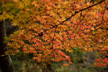 autumn maple leaves