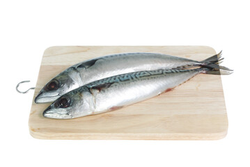 Fresh saba fish isolated on white background