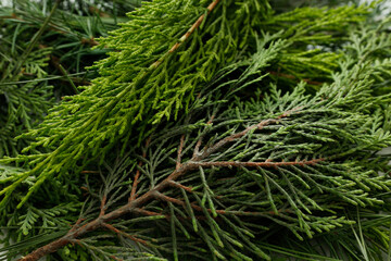 close up pine tree background