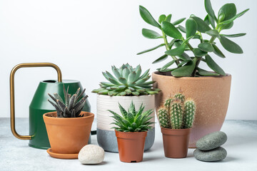 Various succulents in pots and watering can on table indoor. Plant transplantation. Concept of indoor garden home