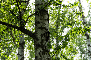 Fototapeta premium A woodpecker sits on a birch tree and knocks on the trunk. Spring birch forest background. The bright green color of the leaves of the birch trees. blurred background with bokeh. The concept of spring