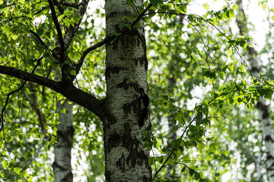 A woodpecker sits on a birch tree and knocks on the trunk. Spring birch forest background. The bright green color of the leaves of the birch trees. blurred background with bokeh. The concept of spring