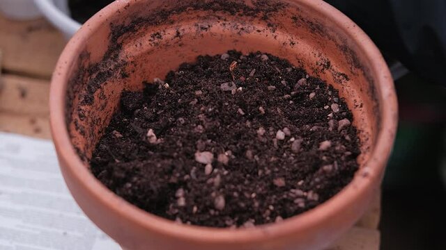 Close up of hand covering tulip flower bulbs in terracotta pot with gritty compost