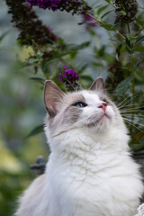 Nach oben schauende Ragdoll Katze