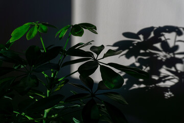 a green leafy flower and the flower's shadow on the wall