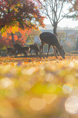 日本の奈良公園の鹿と紅葉