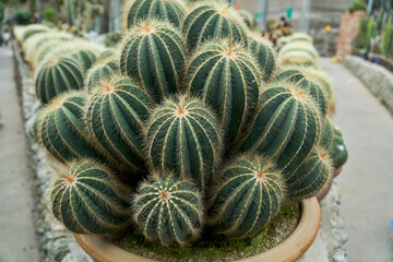 Obraz premium Close up view of of cactus