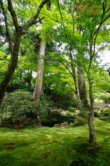 大原三千院の苔むす庭園