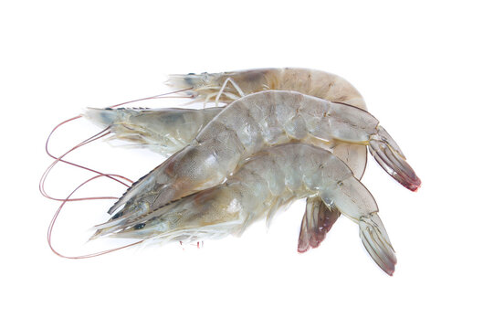 Raw Shrimp Isolated On White