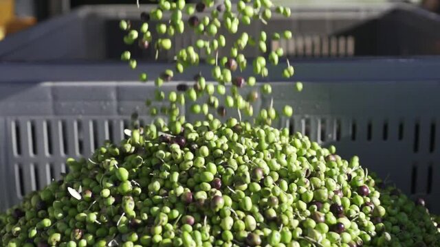 Olive in ultra slow motion