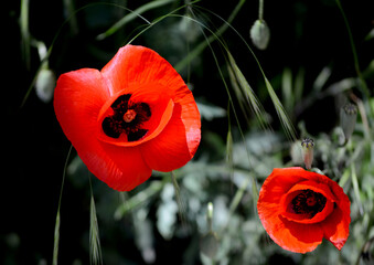 two red flowers in the wild tell us to love nature and not to break the rules of ecology and not to...