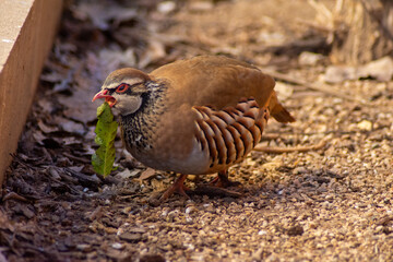 Perdiz comiendo en el corral