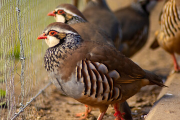 Perdices en el corral