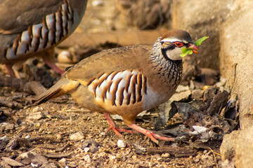 Perdiz comiendo lechuga en el corral