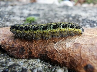 caterpillar on a leaf