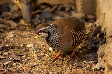 Perdiz comiendo lechuga