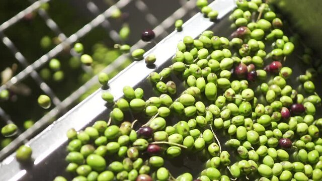 Olive in ultra slow motion
