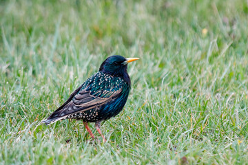 bird