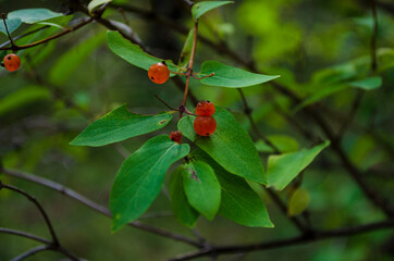 Red, wild berry on a branch, in the forest, leaves.