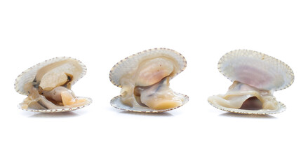 Clams in a white background