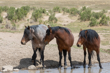 Wild Horses at a Utah Desert Waterhole