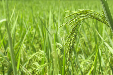 Photographs of green rice in fields taken up close.