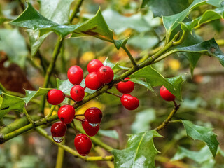 raindrops glistening on bright red holly berries