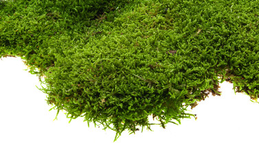 green moss isolated