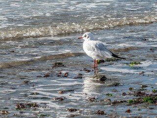 black headed gull and reflection on the seashore in winter