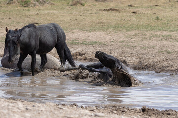 Wild Horses at a Utah Desert Waterhole