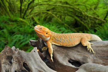 bearded dragon lizard, Yellow Iguana on a tree